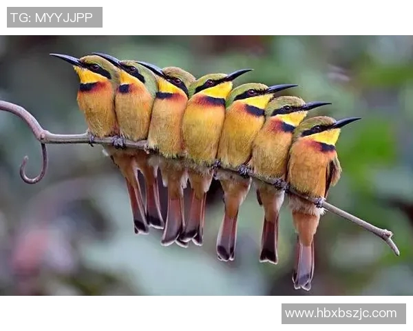 希腊与匈牙利激战正酣比赛结果揭晓引发热议